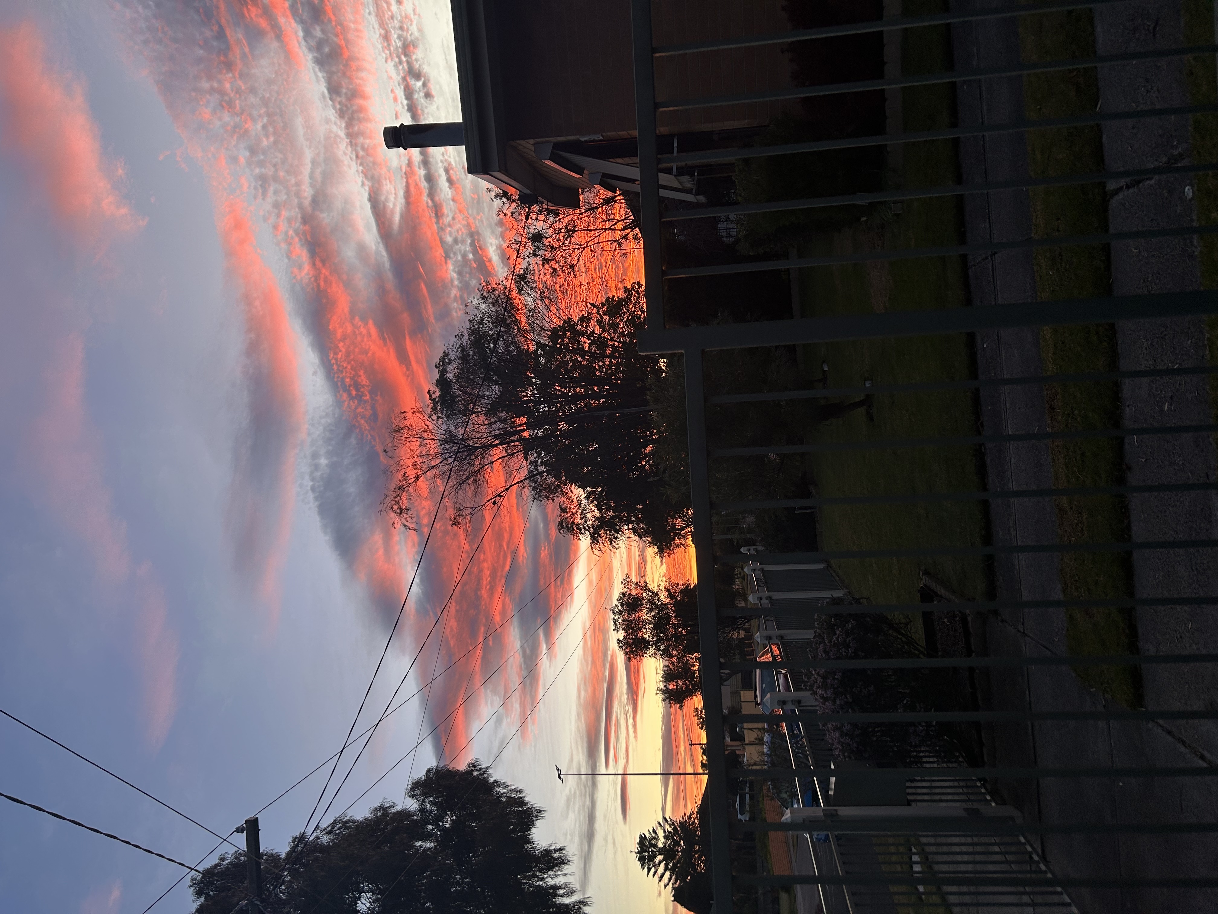 Sunset sky with streaks of bright pink and orange clouds against a soft blue and purple background. Silhouetted trees rise in the middle distance, their dark branches and foliage outlined by the glowing horizon. In lower part of the image, a metal fence with vertical bars runs across the foreground.